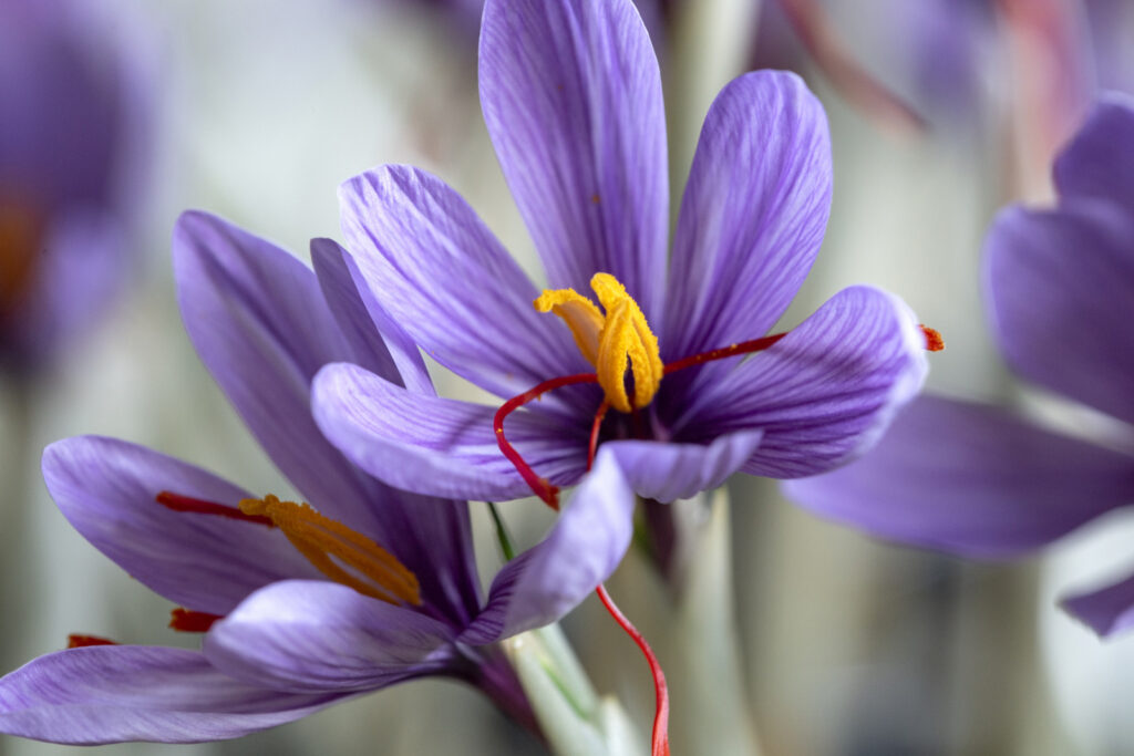 saffron flower